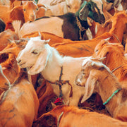 Qurban Kambing Premium (25kg)
