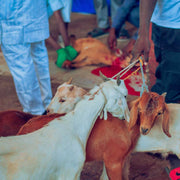 Qurban Kambing Premium (25kg)