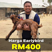 Qurban Kambing Premium (25kg)
